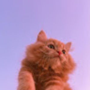 Meet your Posher, Addison